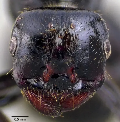 Messor capitatus - ANTWEB1041868