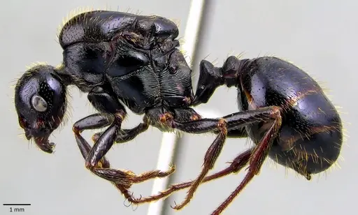 Messor capitatus - ANTWEB1041868