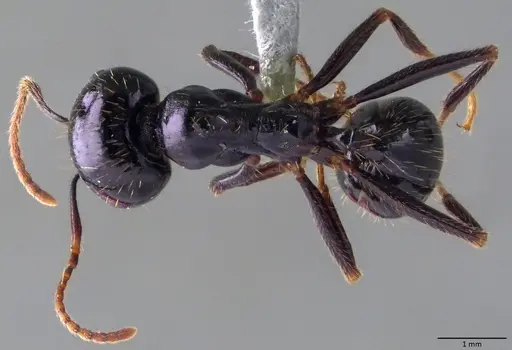Messor capitatus - ANTWEB1060051