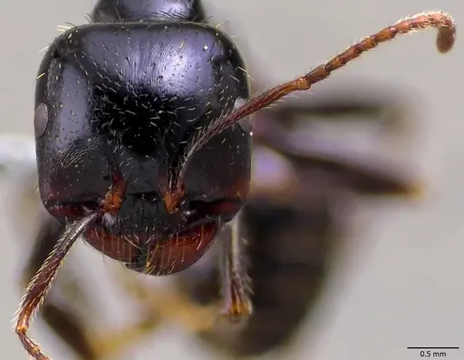 Messor capitatus - ANTWEB1060051