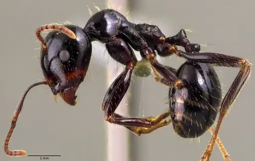 Messor capitatus - ANTWEB1060051