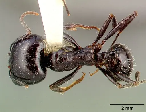 Messor capitatus - CASENT0010645