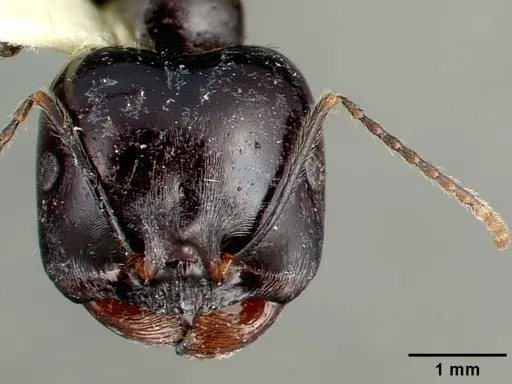 Messor capitatus - CASENT0010645