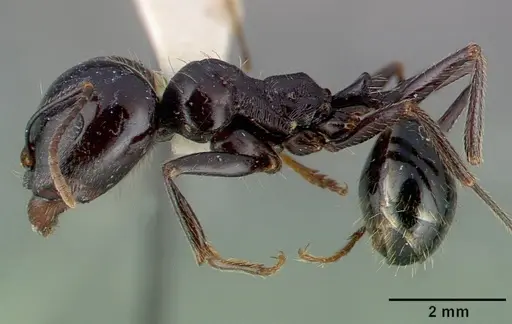 Messor capitatus - CASENT0010645