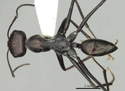 Messor capitatus - CASENT0280330