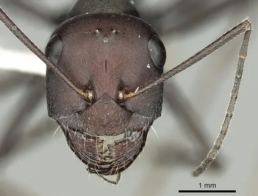 Messor capitatus - CASENT0280330