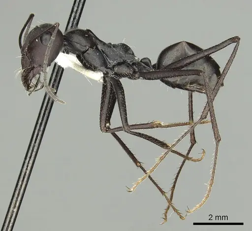 Messor capitatus - CASENT0280330