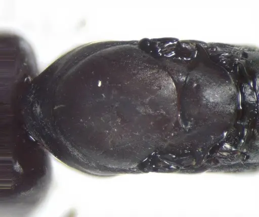 Messor capitatus - CASENT0823298