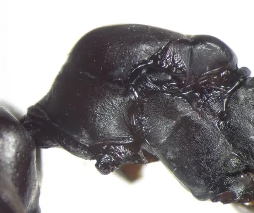 Messor capitatus - CASENT0823298