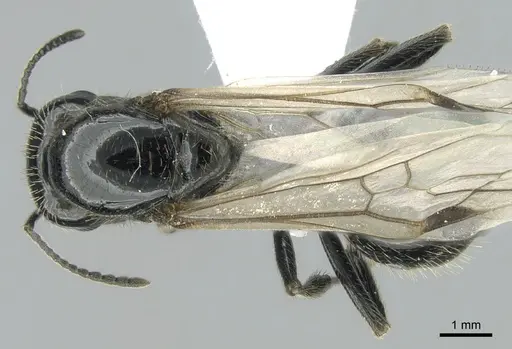 Messor capitatus - CASENT0906119