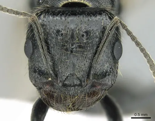 Messor capitatus - CASENT0906119