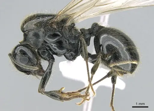 Messor capitatus - CASENT0906119