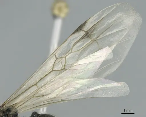 Messor capitatus - CASENT0906119