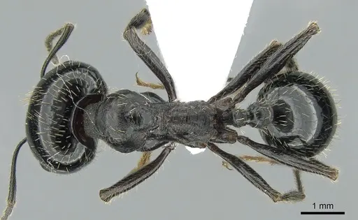 Messor capitatus - CASENT0906120