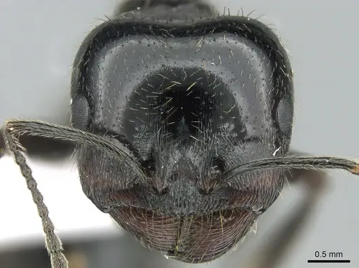 Messor capitatus - CASENT0906120