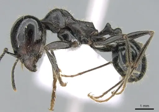 Messor capitatus - CASENT0906120