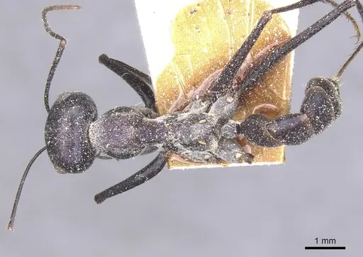 Messor capitatus - CASENT0912212