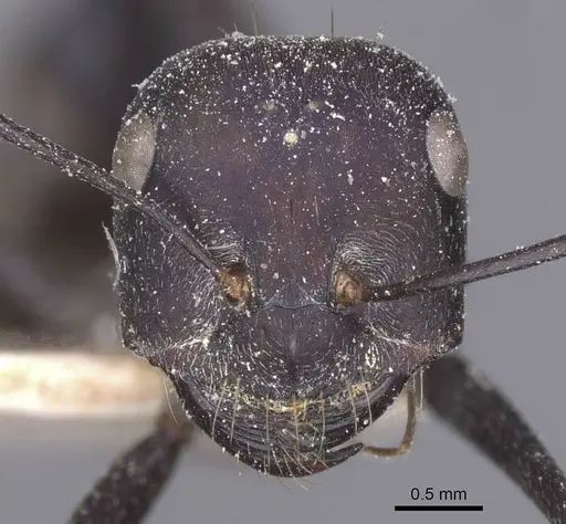 Messor capitatus - CASENT0912212