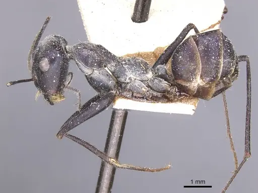 Messor capitatus - CASENT0912212