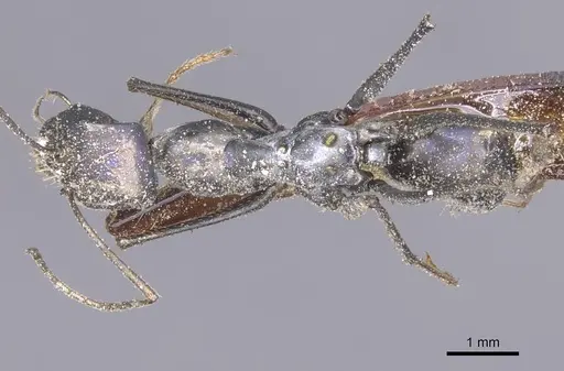 Messor capitatus - CASENT0912213