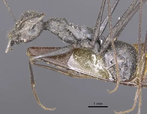 Messor capitatus - CASENT0912213