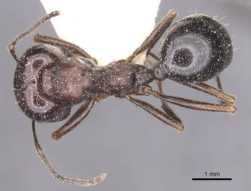 Messor capitatus - CASENT0913224