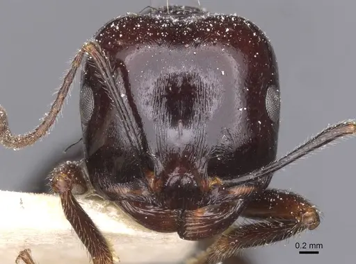 Messor capitatus - CASENT0913224