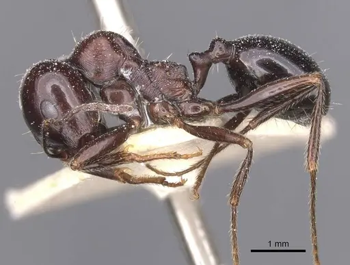 Messor capitatus - CASENT0913224