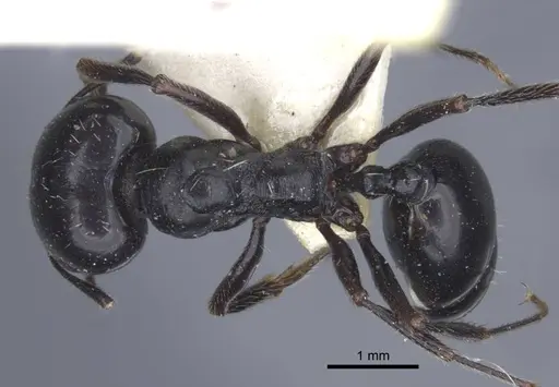 Messor capitatus - CASENT0916931