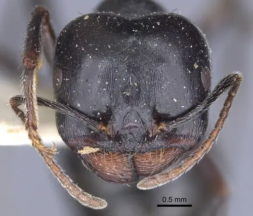 Messor capitatus - CASENT0916931
