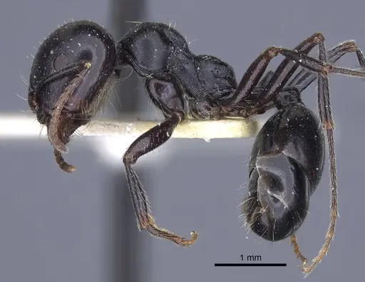 Messor capitatus - CASENT0916931