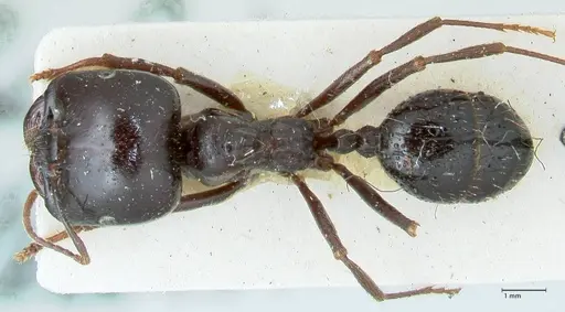 Messor capitatus - FOCOL1248