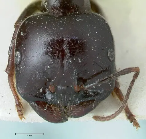 Messor capitatus - FOCOL1248