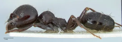 Messor capitatus - FOCOL1248