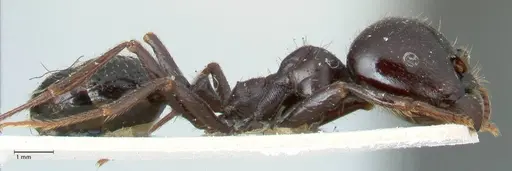 Messor capitatus - FOCOL1248