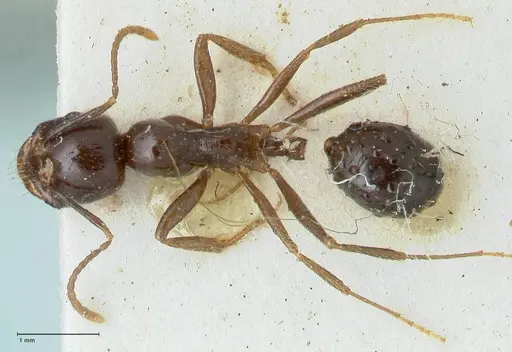 Messor capitatus - FOCOL1249