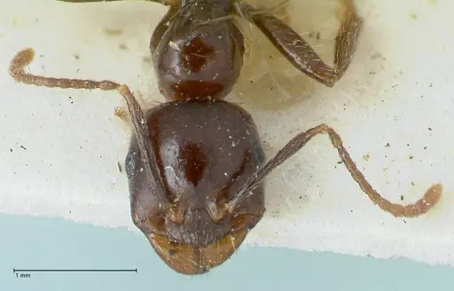 Messor capitatus - FOCOL1249