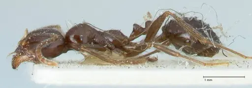 Messor capitatus - FOCOL1249