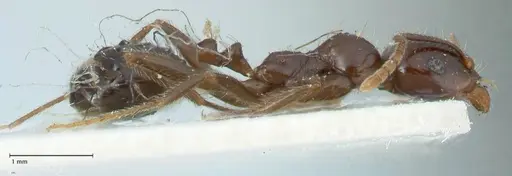 Messor capitatus - FOCOL1249