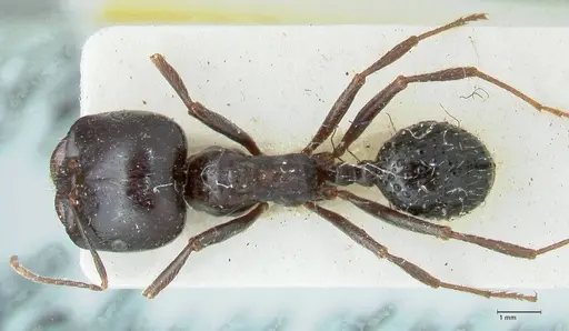 Messor capitatus - FOCOL1250