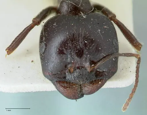 Messor capitatus - FOCOL1250