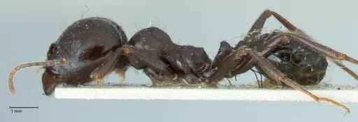 Messor capitatus - FOCOL1250