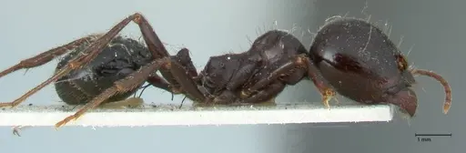 Messor capitatus - FOCOL1250