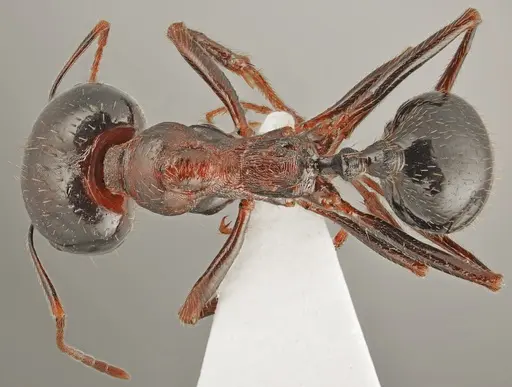 Messor carpathous specimen