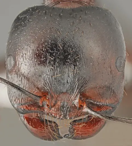 Messor carpathous specimen