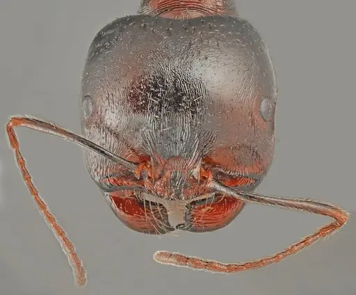 Messor carpathous specimen