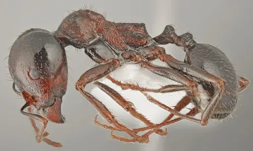 Messor carpathous - CASENT0872260