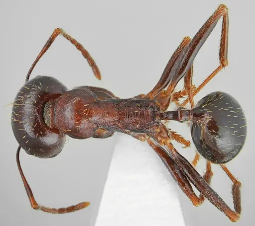 Messor carpathous - CASENT0872261