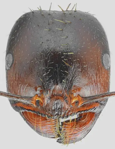 Messor carpathous - CASENT0872261