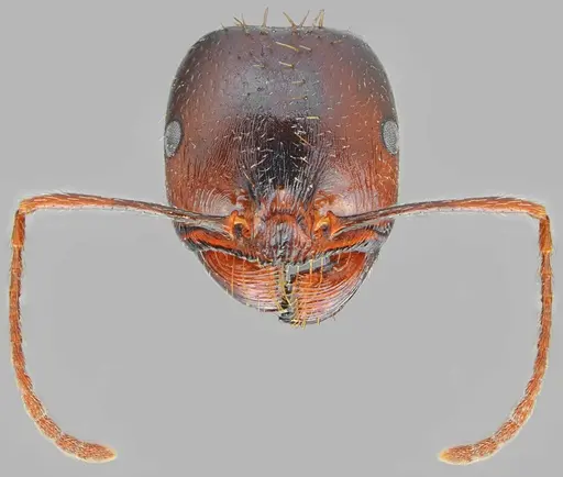 Messor carpathous - CASENT0872261